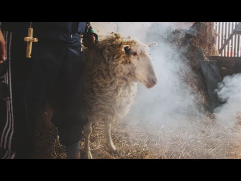 Kranksvester Slava Official Video 4K